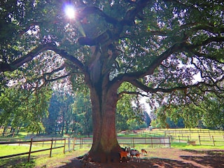 Holiday house Weberin Outdoor Recording 6