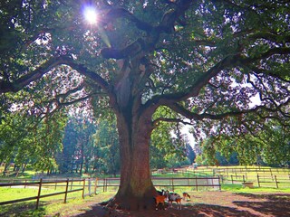 Ferienhaus Weberin Außenaufnahme 11