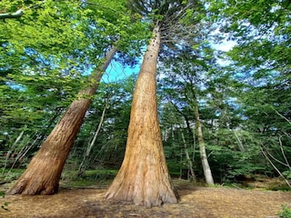 Maison de vacances Weberin Environnement 25