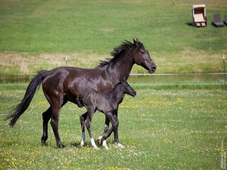 Holiday house Weberin Environment 39