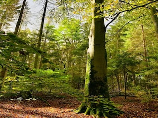 Ferienhaus Weberin Umgebung 25