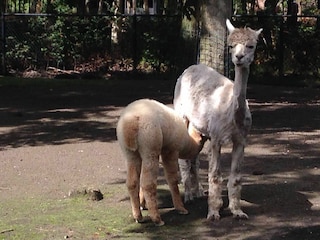 Alpakas im Tierpark