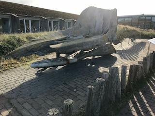 Ecomare - Texel