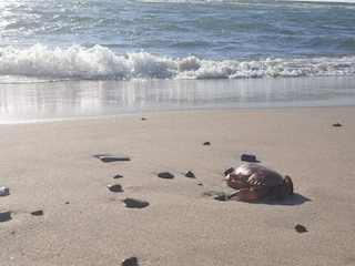 Ferienhaus Søndervig  27