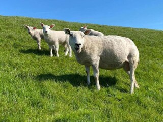 Parque de vacaciones Delfstrahuizen Entorno 22