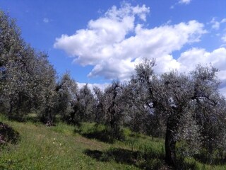 The olive grove surrounding the villa