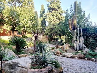 Garden with succulents