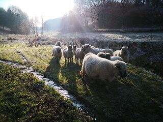 Parc de vacances Schönecken Environnement 16