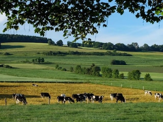 Parc de vacances Schönecken Environnement 13