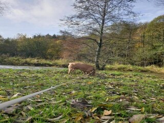 Maison de vacances Hautefort Environnement 38
