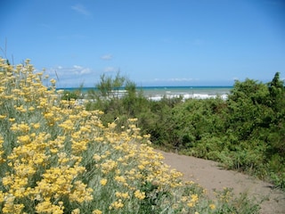 Ferienhaus Donoratico Umgebung 32