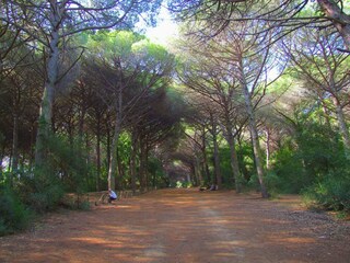 Casa per le vacanze Donoratico Ambiente 32