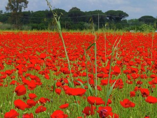 Vakantiehuis Castagneto Carducci Omgeving 33