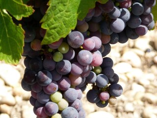 Vakantiehuis Moulis-en-Médoc Omgeving 18