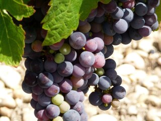 Vakantiehuis Moulis-en-Médoc Omgeving 19