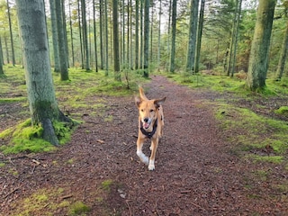 Maison de vacances Aalbæk  31