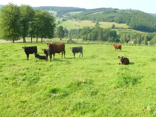 Boerderij Vielsalm Omgeving 33