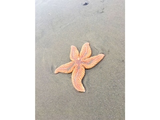 Schätze am Strand