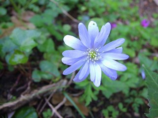 Ferienhaus Sassetta  39