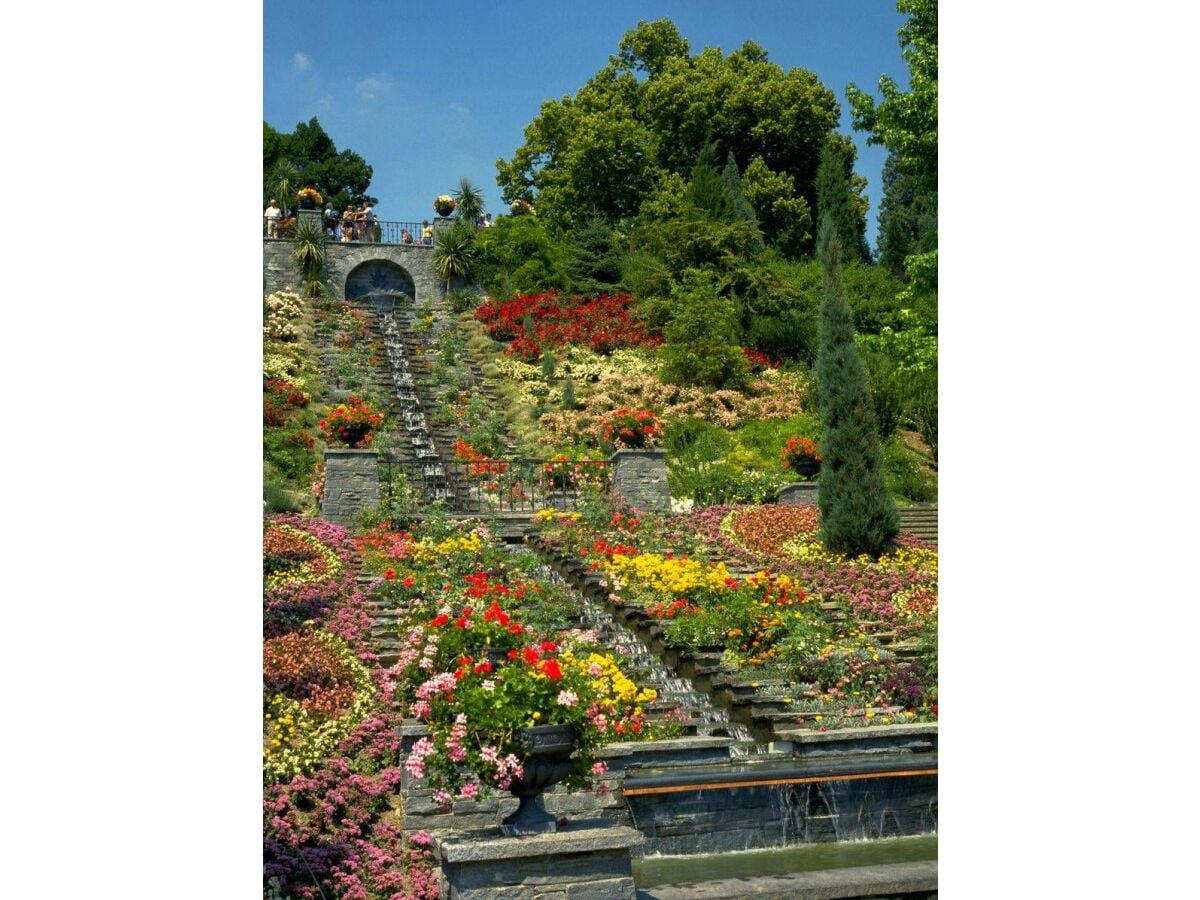 Blumen Insel Mainau