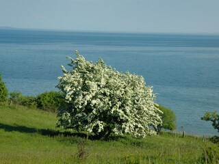 Apartamento de vacaciones Göhren Grabación al aire libre 8