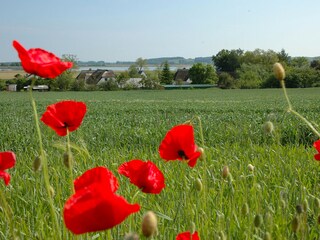 Appartement de vacances Göhren Environnement 34