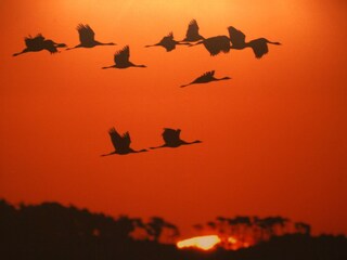 Appartement de vacances Göhren Environnement 37