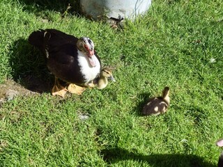 Ferienhaus Tustna  30