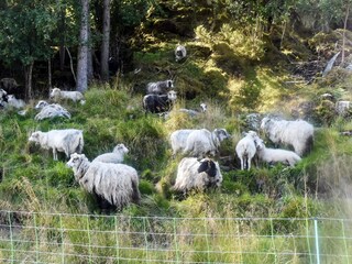 Vakantiehuis Tustna  11