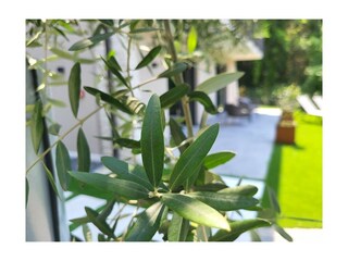 Casa de vacaciones Torri del Benaco Grabación al aire libre 5
