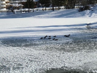 Appartement Neustift im Stubaital Omgeving 34
