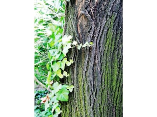 Bild aus dem Garten