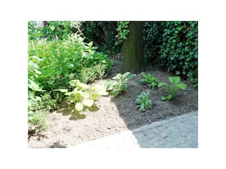 Funkien im Garten