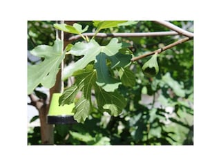Feigenbaum im Garten
