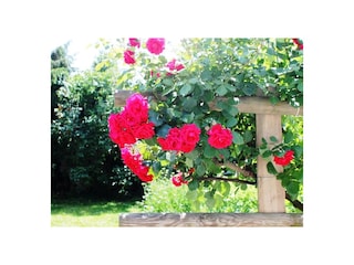 Rosen im Garten