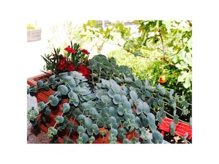 Blumen Veranda