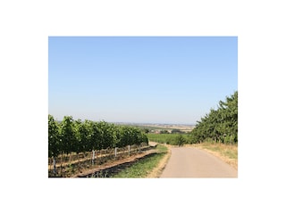 Blick in den Seewinkel