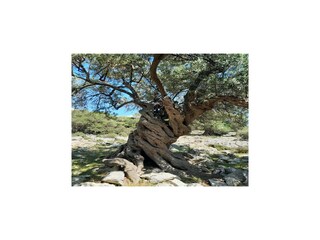 Parc de vacances Biograd Environnement 15