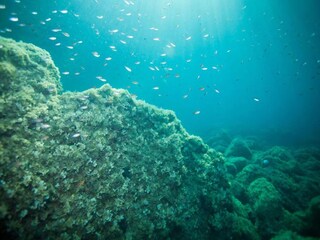 Apartment Molunat Environment 22