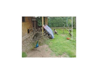 Vakantiepark Kołczewo Buitenaudio-opname 7