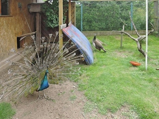 Ferienpark Kołczewo Außenaufnahme 8