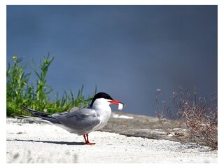 Ferienwohnung Julianadorp Umgebung 24