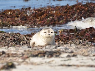 Nordseebewohner