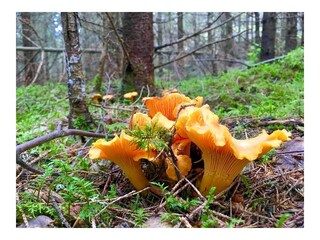 Vakantiehuis Mariannelund Omgeving 19