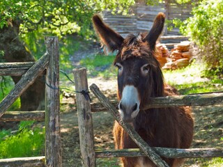 Appartamento per vacanze Torre Alfina Registrazione all'aperto 8