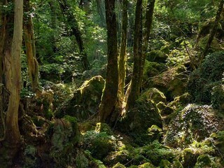 Appartamento per vacanze Torre Alfina Ambiente 30