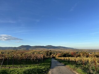 vineyard near Arzheim with view to palatinate forest