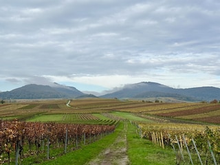 Weinberge bei Arzheim mit Blick auf den Pfälzer Wald