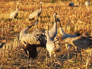 Tierwelt im Bodden