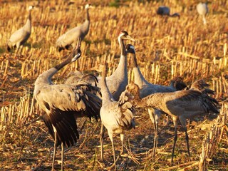 Tierwelt im Bodden